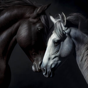 Horses in love