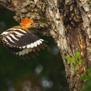 Hoopoe