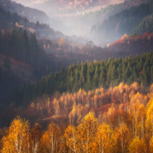 Moody autumn
