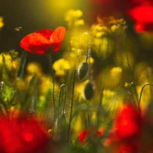 Red and yellow