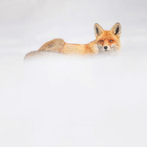 Red fox